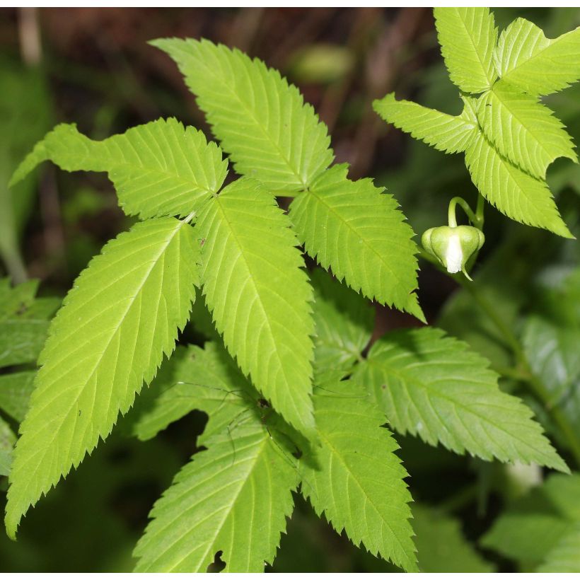 Frambuesa japonica - Rubus illecebrosus (Follaje)