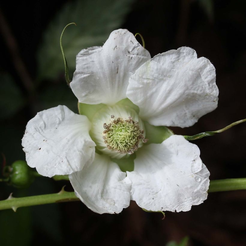 Frambuesa japonica - Rubus illecebrosus (Floración)