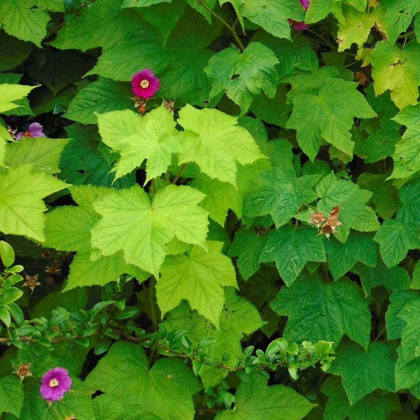 Rubus odoratus - Zarza de olor (Follaje)