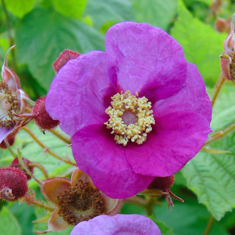 Rubus odoratus - Zarza de olor (Floración)