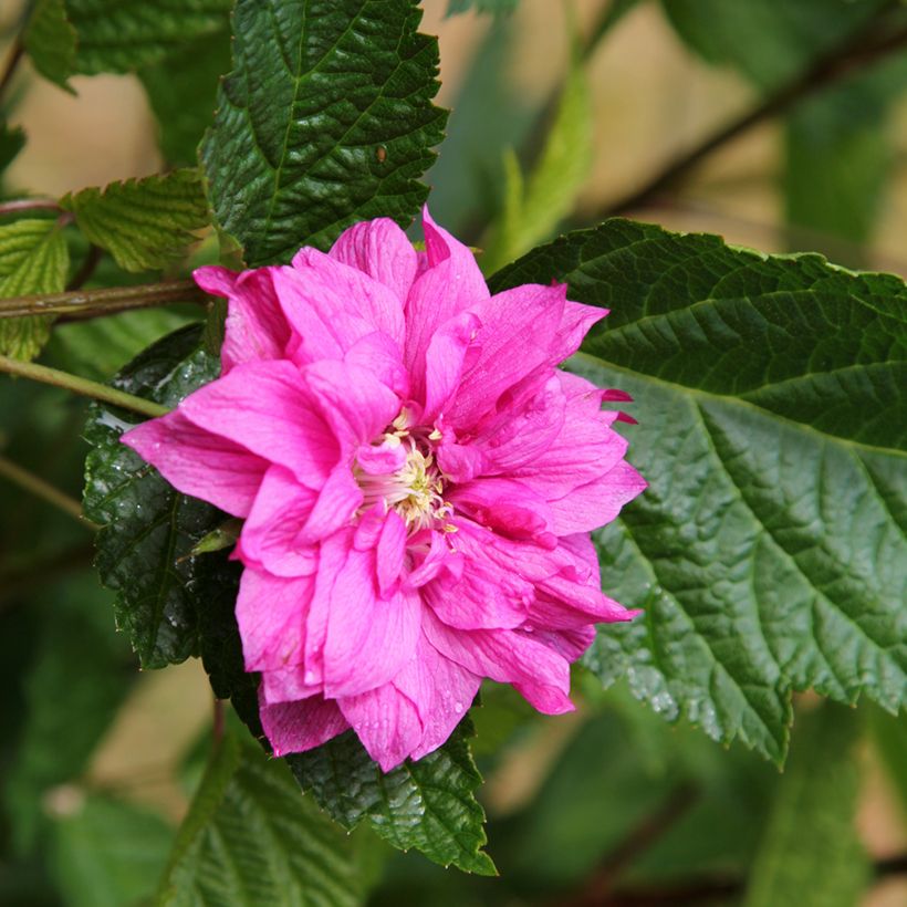 Rubus spectabilis Olympic Double - Zarza del salmon (Floración)