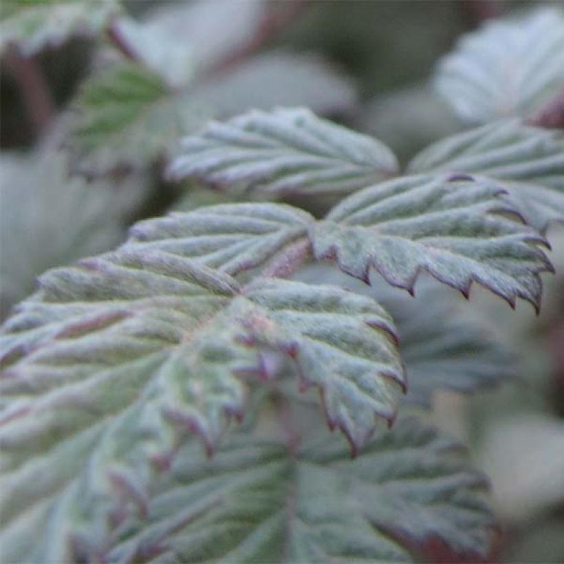 Rubus thibetanus Silver Fern - Zarza (Follaje)