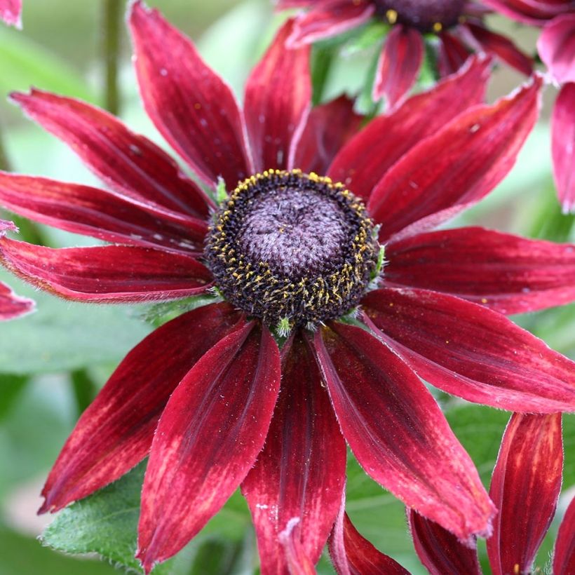 Rudbeckia hirta Cherry Brandy (Floración)