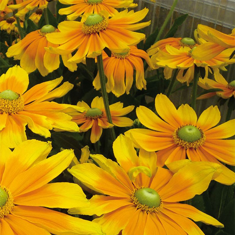 Rudbeckia hirta Prairie Sun (Floración)