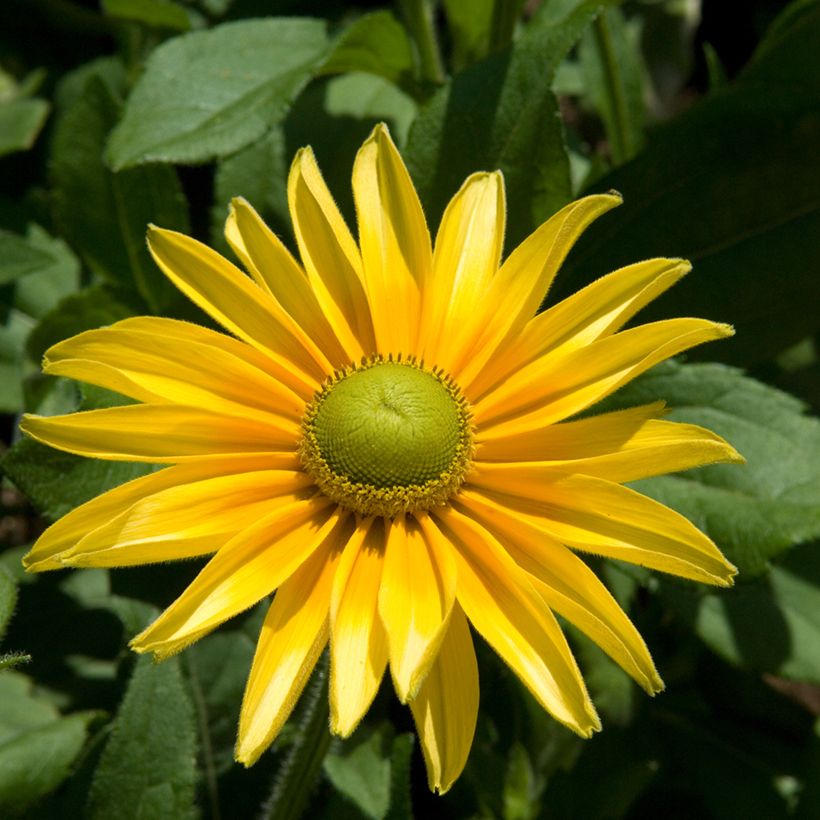 Rudbeckia hirta Prairie Sun (Porte)