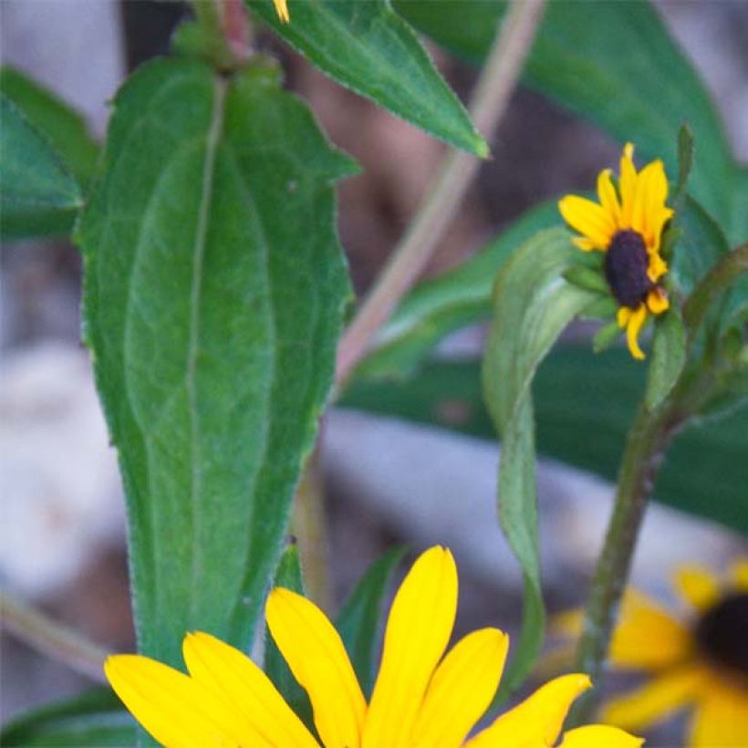 Rudbeckia fulgida Early Bird Gold (Follaje)