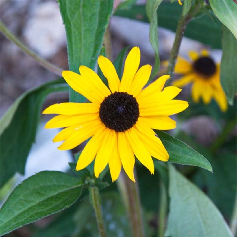 Rudbeckia fulgida Early Bird Gold (Floración)