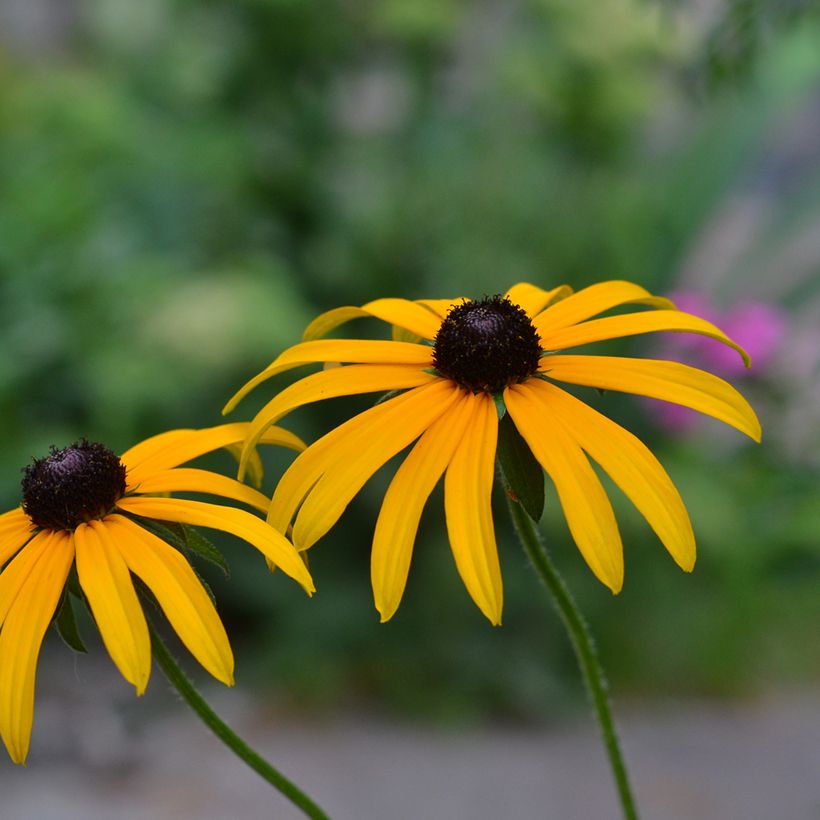 Rudbeckia fulgida Forever Gold (Floración)