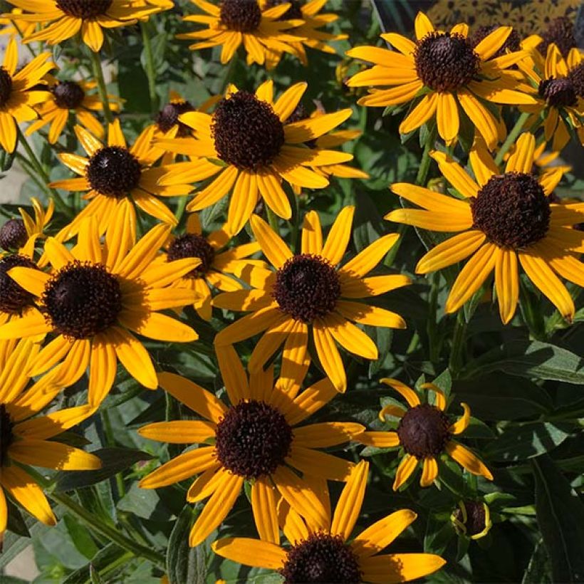 Rudbeckia fulgida var.sullivantii Little Goldstar (Floración)