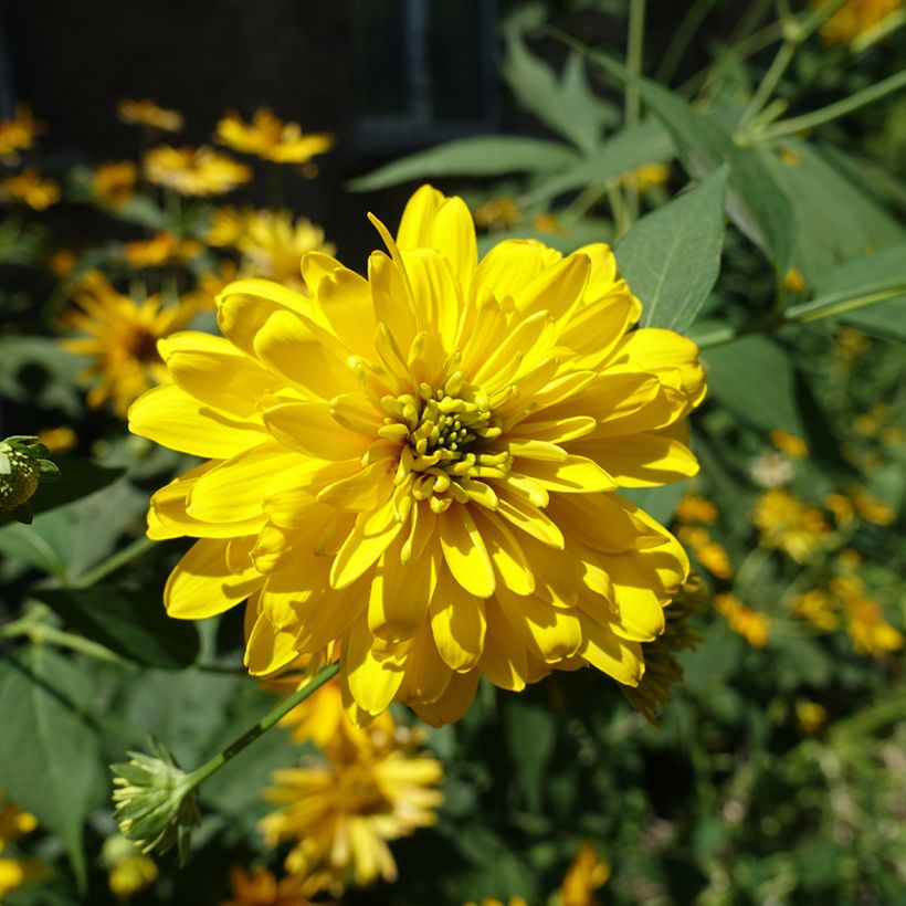 Rudbeckia laciniata Goldquelle (Floración)