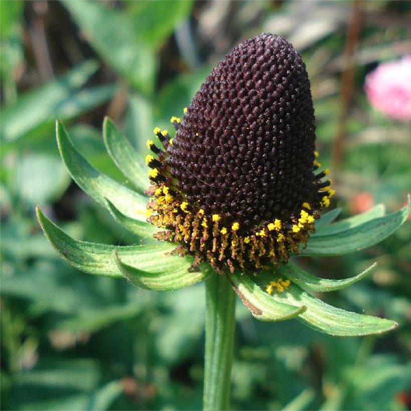 Rudbeckia occidentalis Green Wizard (Floración)