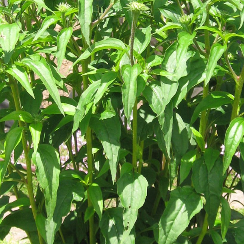 Echinacea purpurea Tomato Soup (Follaje)