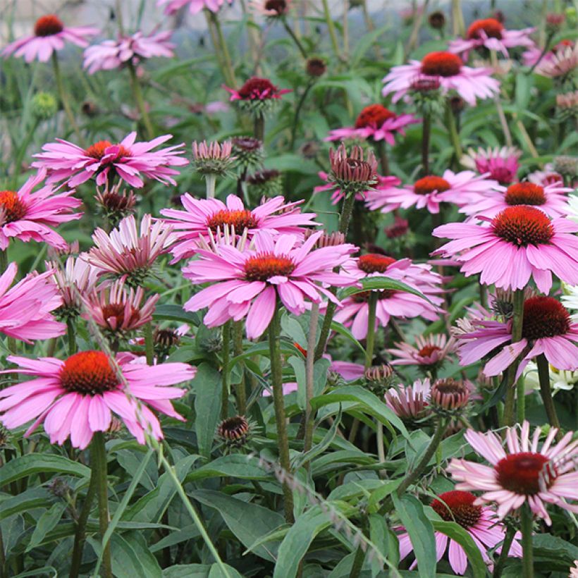 Echinacea purpurea Magnus (Floración)