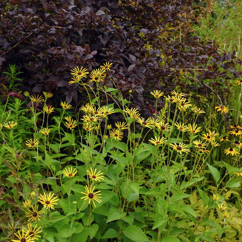 Rudbeckia subtomentosa Henry Eilers (Porte)