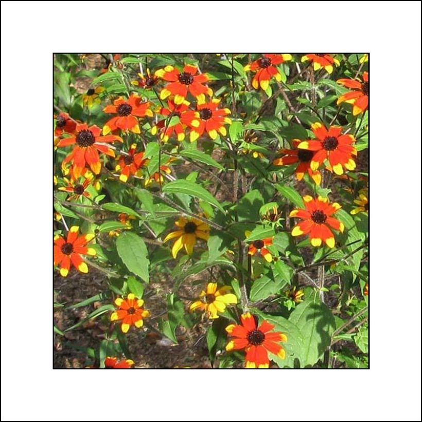 Rudbeckia triloba Prairie Glow (Floración)