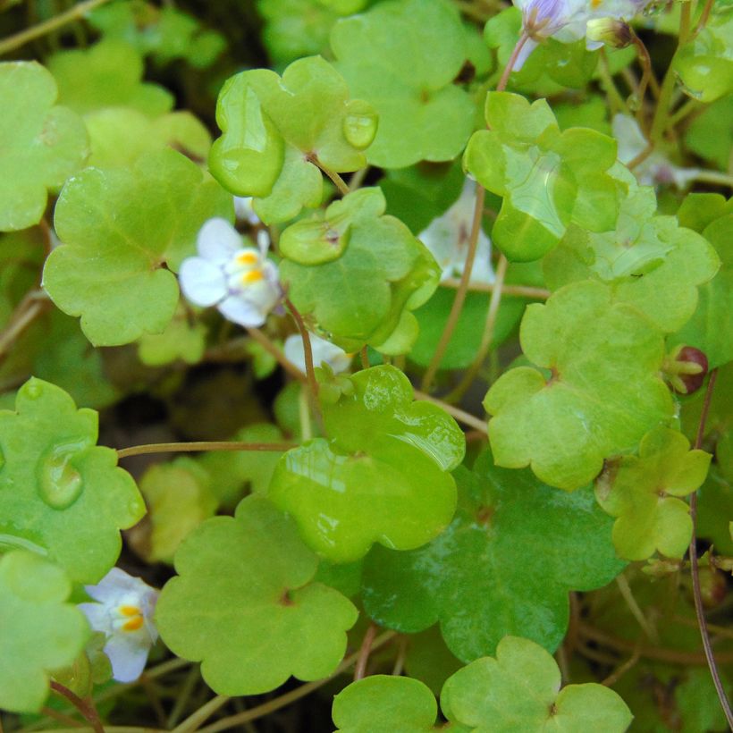 Cymbalaria muralis - Palomilla de muro (Follaje)