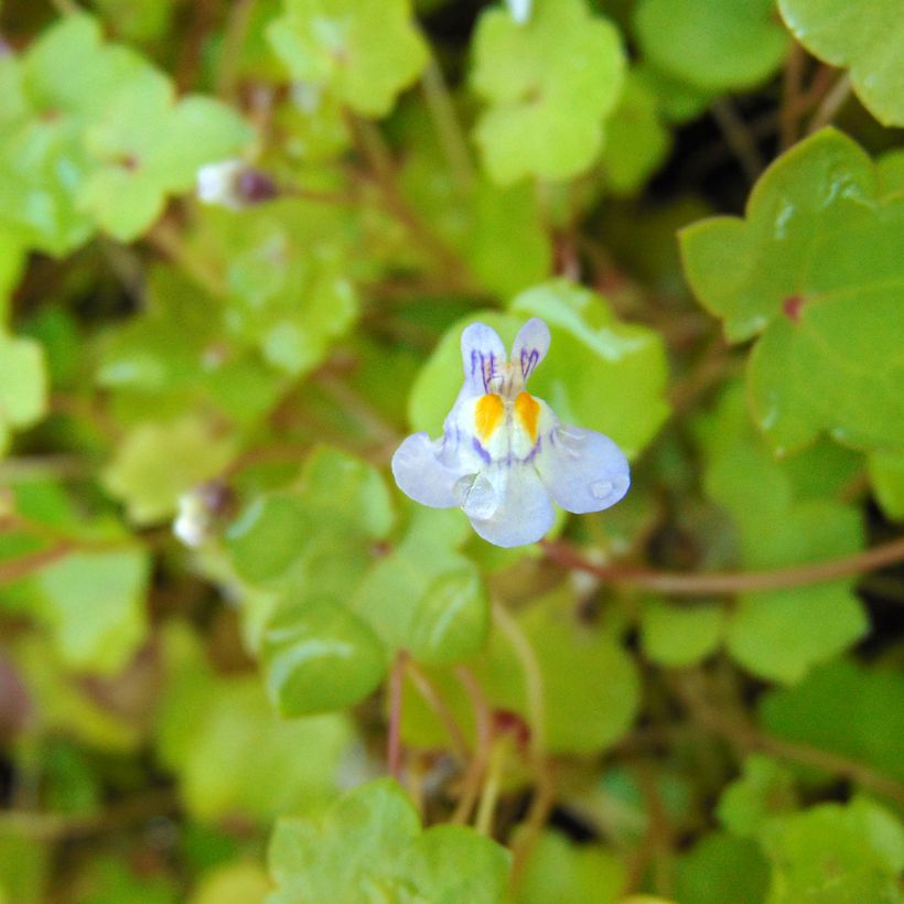 Cymbalaria muralis - Palomilla de muro (Floración)