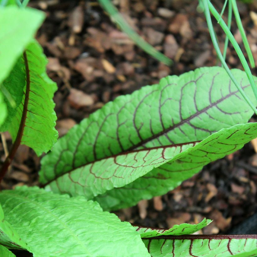 Acedera sanguineus (Follaje)