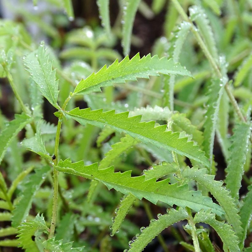 Sanguisorba tenuifolia Alba (Follaje)