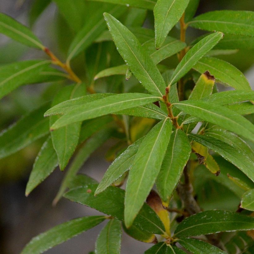 Salix sachalinensis Golden Sunshine - Sauce (Follaje)