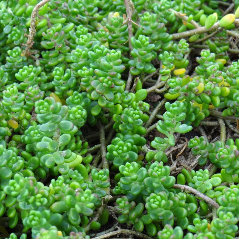 Sedum divergens (Follaje)