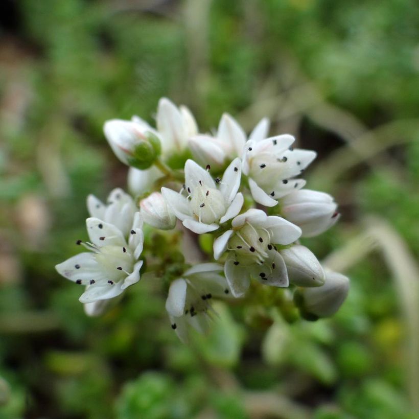 Sedum divergens (Floración)