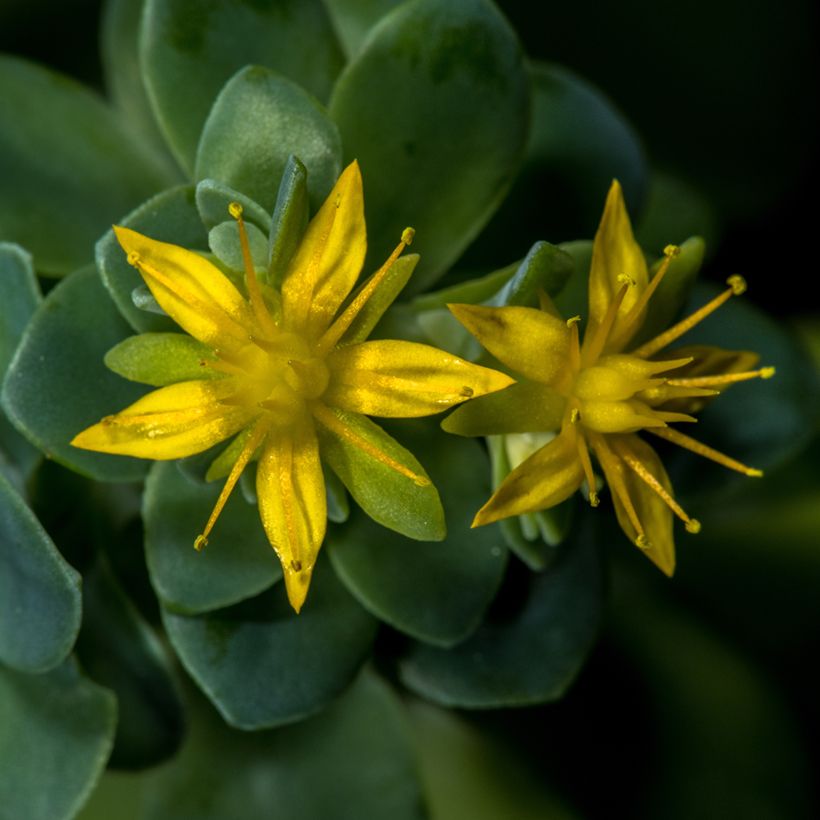 Sedum palmeri (Floración)