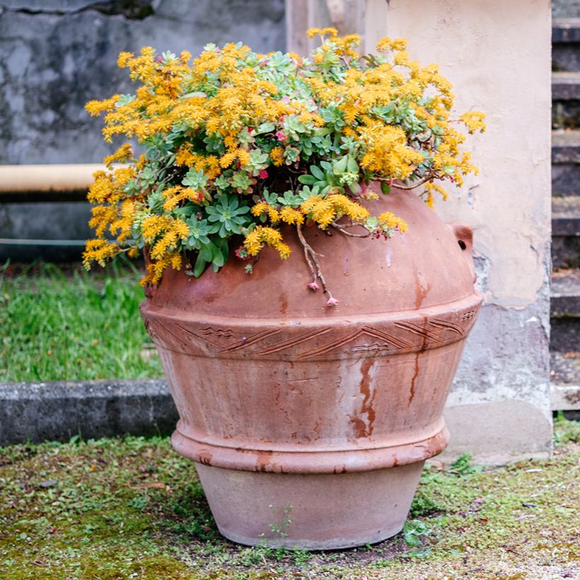 Sedum palmeri (Porte)