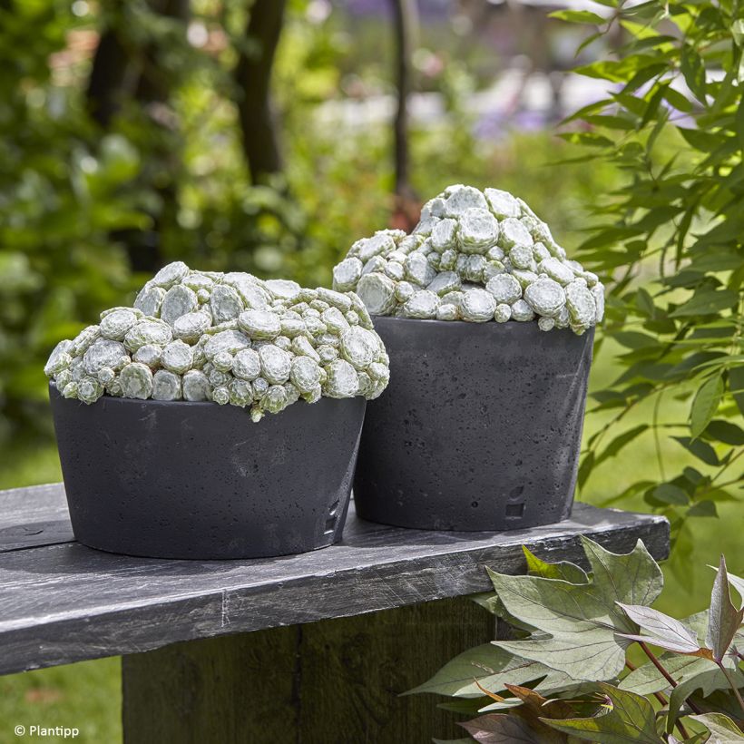 Sempervivum arachnoideum Colorockz Arctic White  de arañas (Porte)