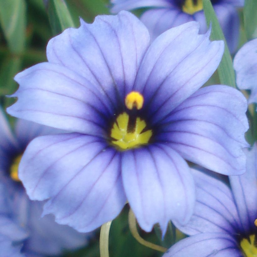 Sisyrinchium angustifolium Devon Skies (Floración)