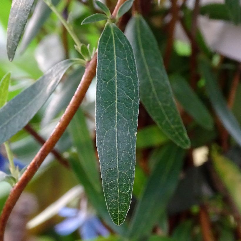 Sollya heterophylla Ultra Blue - Campanita azul (Follaje)