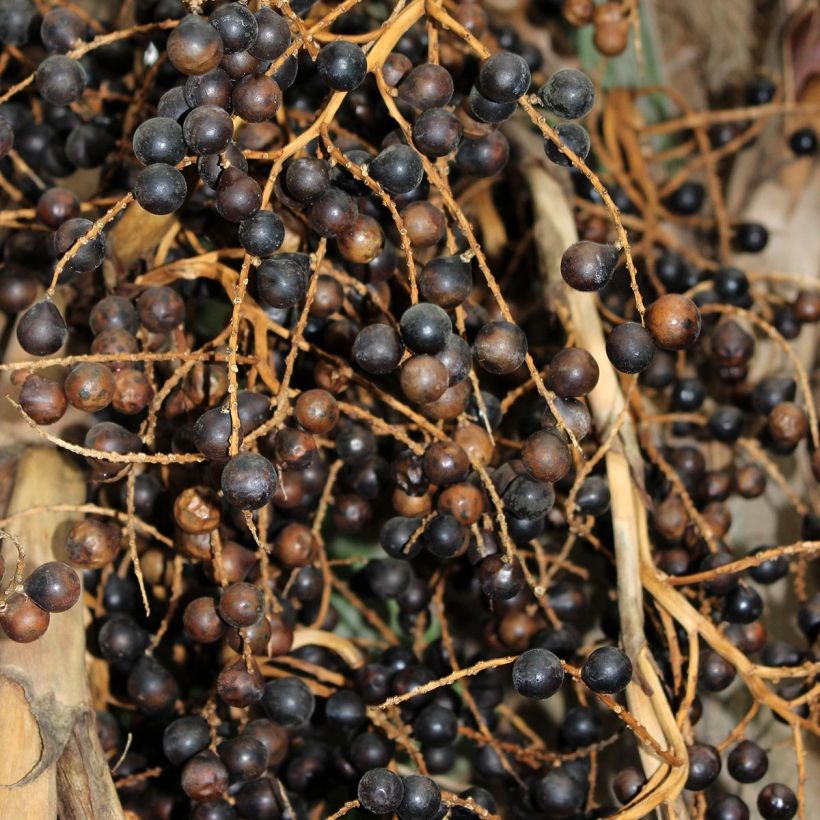 Sabal bermudana - Palmera de las Bermudas (Cosecha)