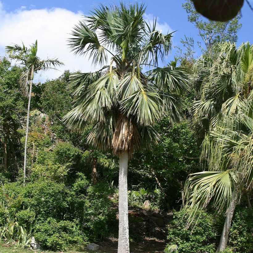 Sabal bermudana - Palmera de las Bermudas (Porte)