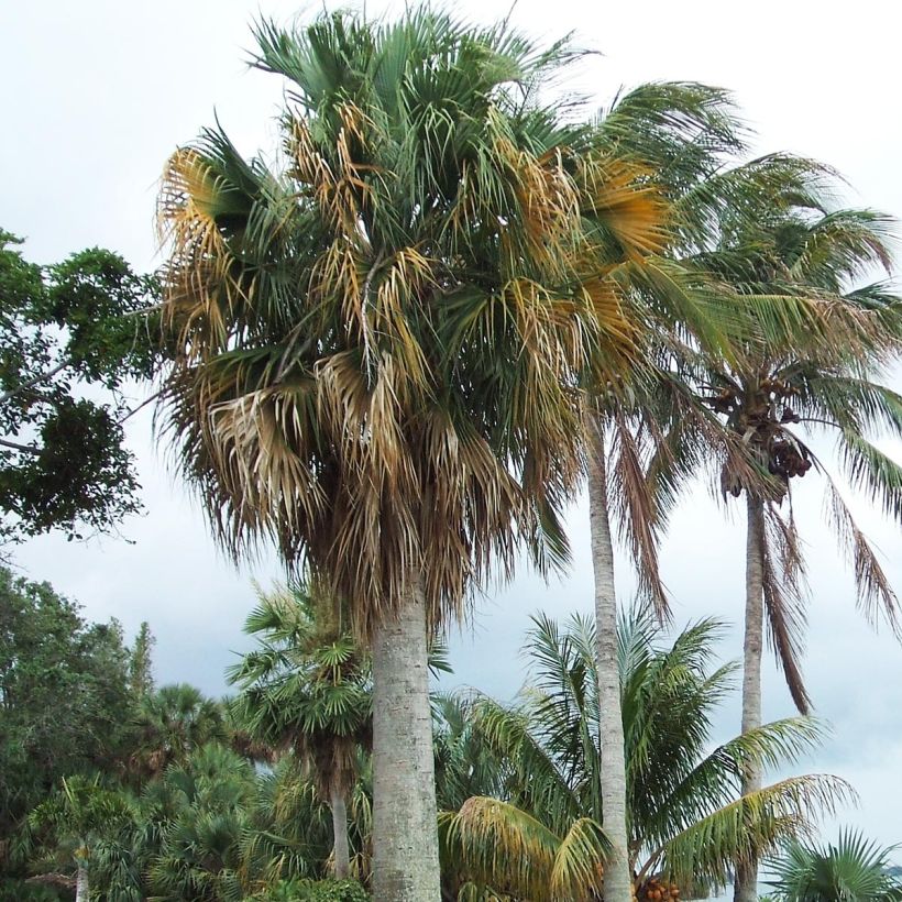 Sabal causarium - Palma de sombrero (Porte)