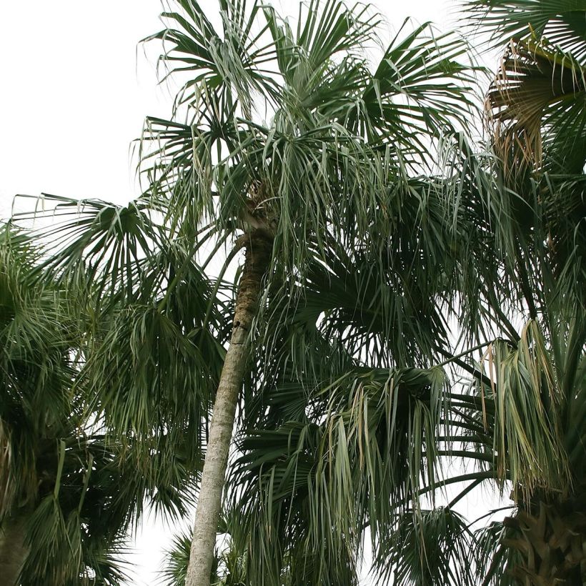 Sabal mauritiiformis - Palmera (Porte)