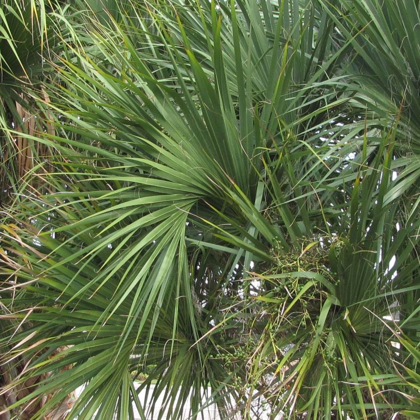 Sabal palmetto - Palmeto (Follaje)