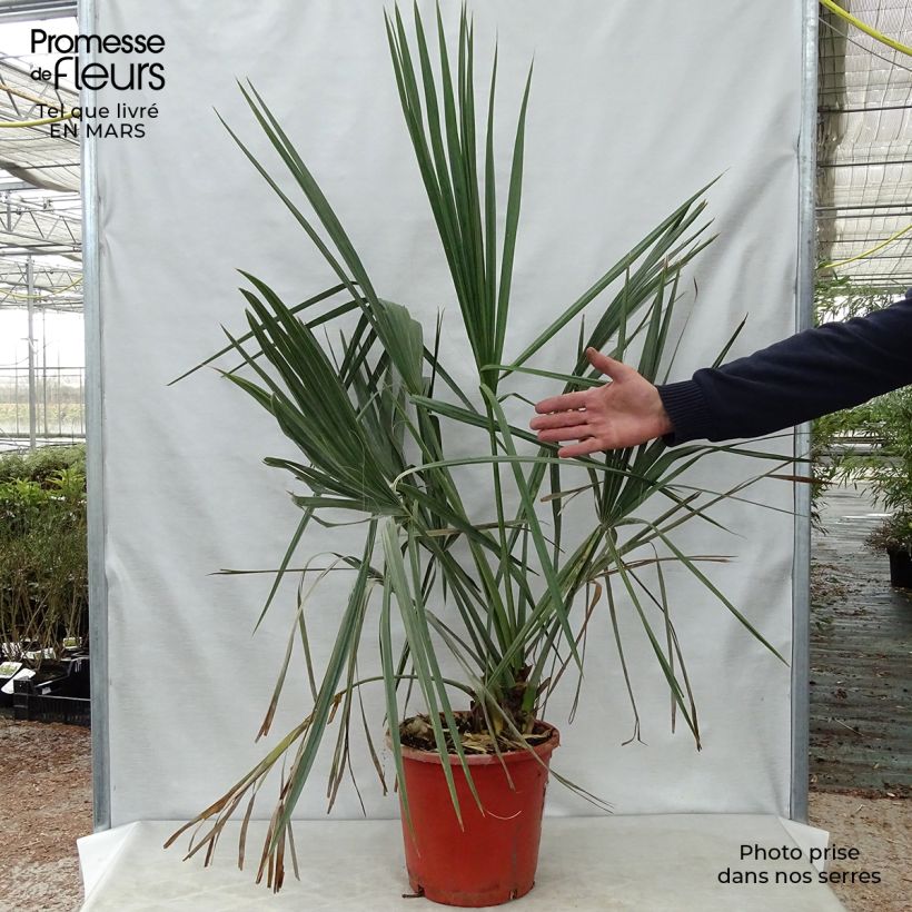 Sabal palmetto - Palmier chou pot de 10L Ejemplar entregado en la primavera