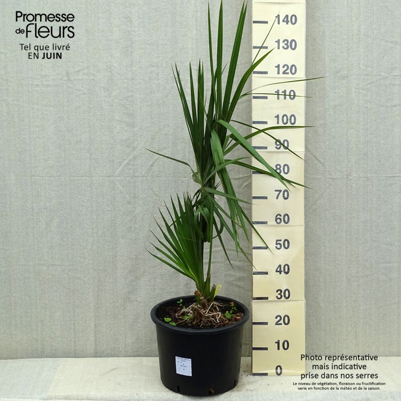 Ejemplar de Sabal palmetto - Palmier chou pot de 25L entregado en otoño