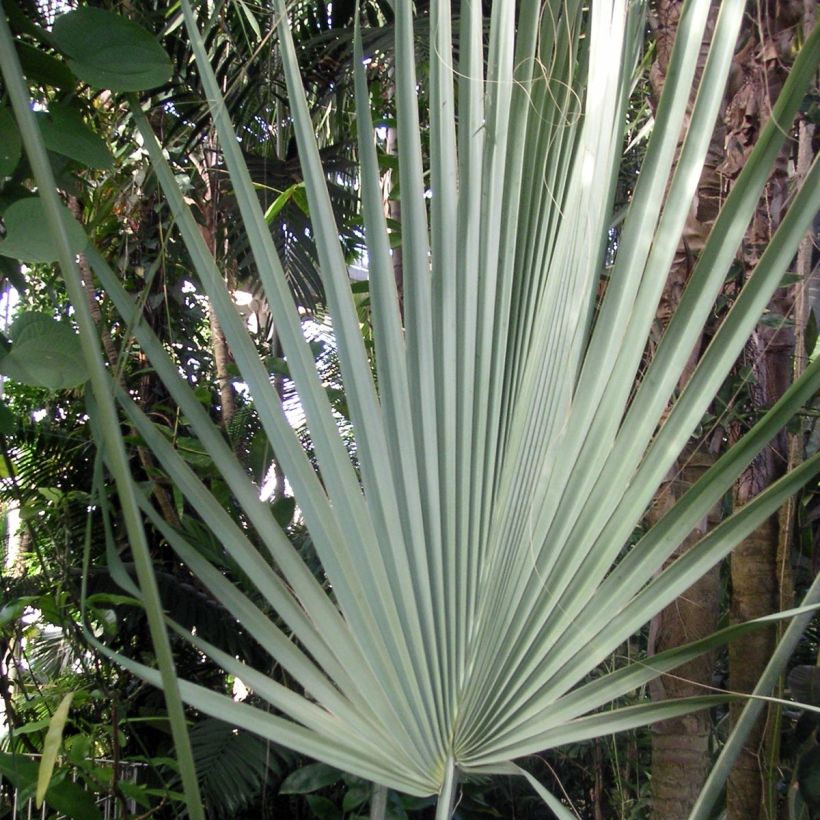 Sabal uresana - Sonora palmetto (Follaje)