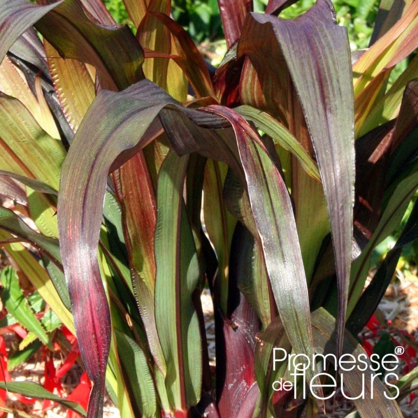 Saccharum officinarum violaceum - Caña de azúcar (Follaje)