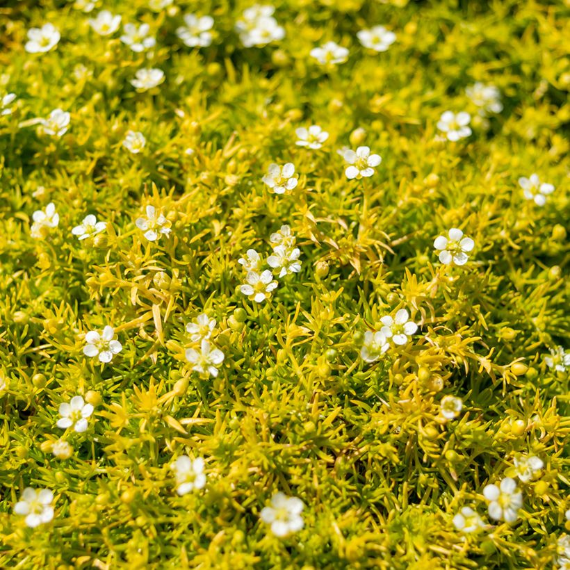 Sagina subulata Lime Moss - Musgo irlandés (Floración)