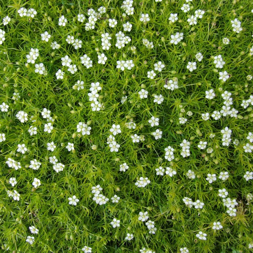 Sagina subulata - Musgo irlandés (Floración)