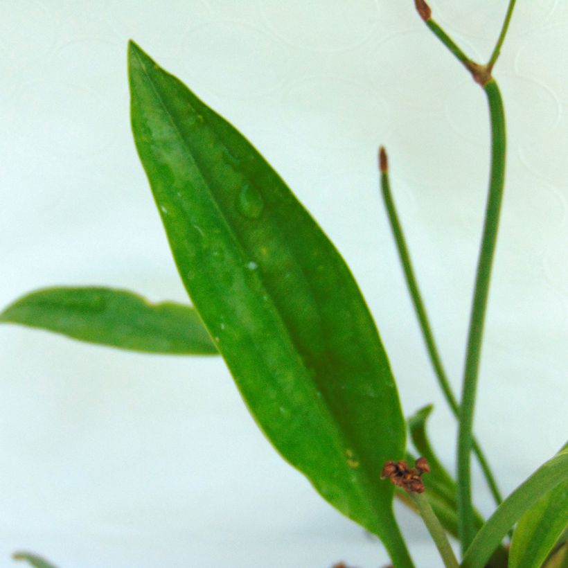 Sagittaria sagittifolia Flore Pleno - Flecha de agua (Follaje)