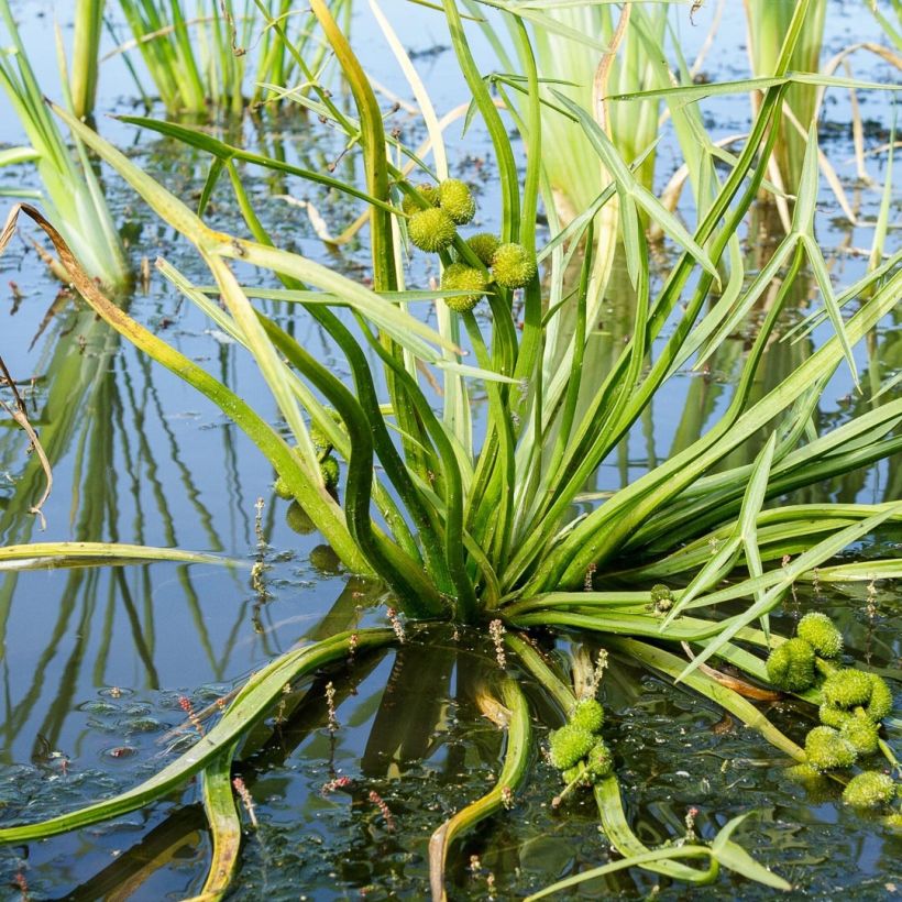 Sagittaria sagittifolia - Flecha de agua (Follaje)