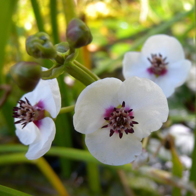 Sagittaria sagittifolia - Flecha de agua (Floración)