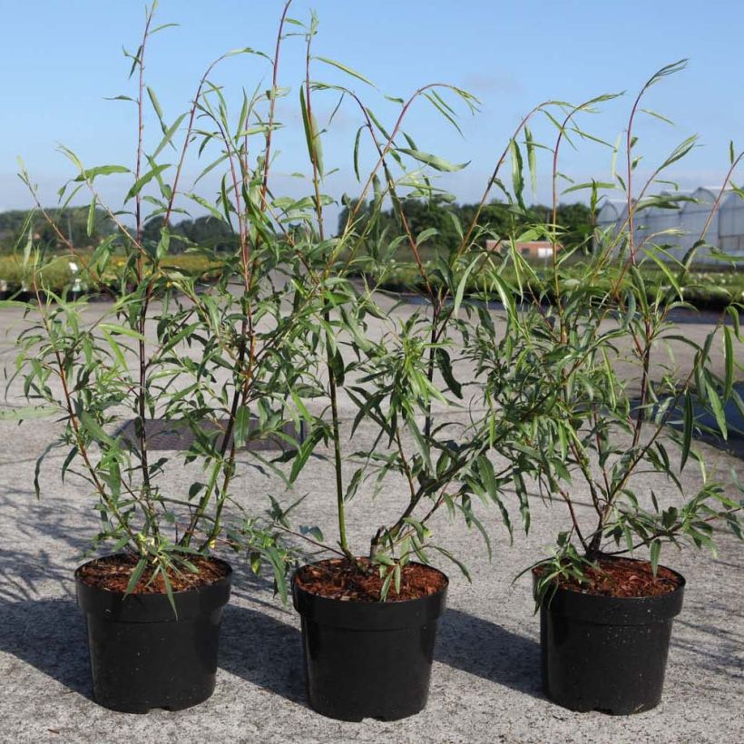 Salix acutifolia Blue Streak - Sauce (Follaje)