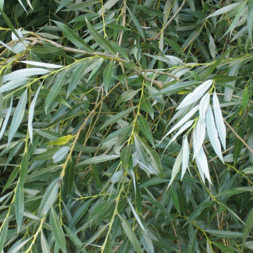 Salix alba - Sauce blanco (Follaje)