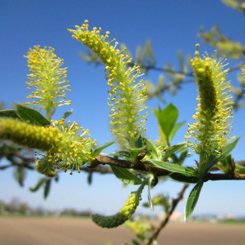 Salix alba - Sauce blanco (Floración)