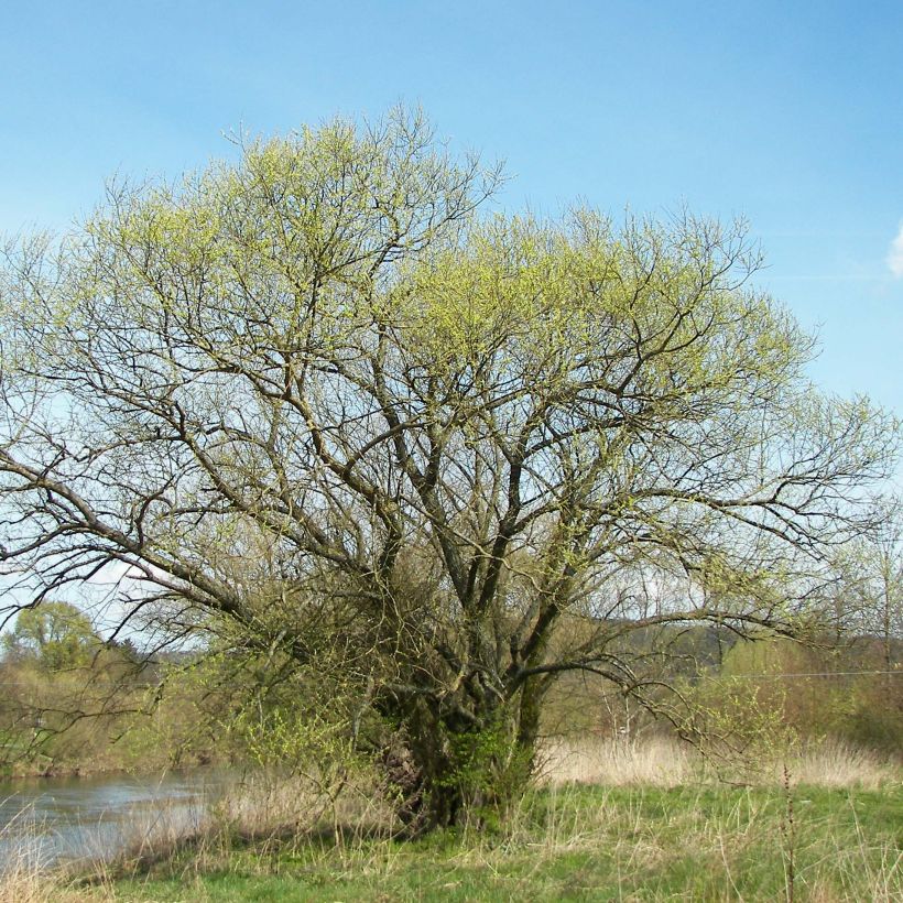 Salix alba - Sauce blanco (Porte)