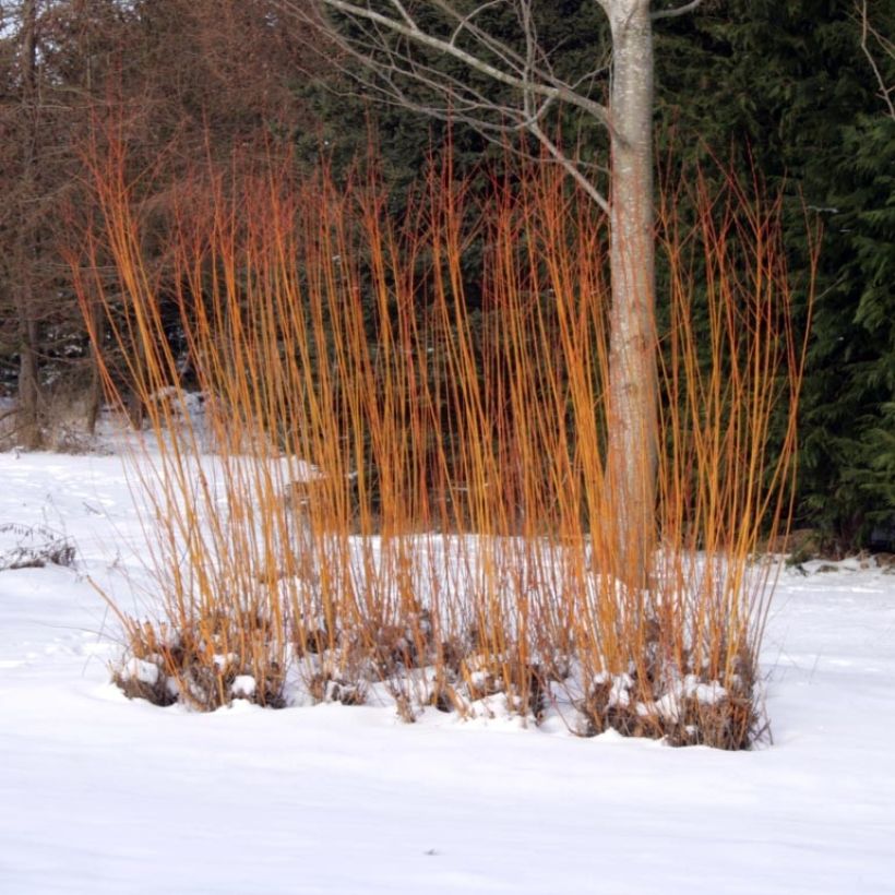 Salix alba Chermesina - Sauce blanco (Porte)